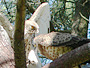 Short-toed Eagle. Yves Forget. 2005-2007. Photo 3