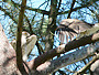 Short-toed Eagle. Yves Forget. 2005-2007. Photo 4