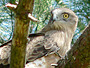 Short-toed Eagle. Yves Forget. 2005-2007. Photo 5