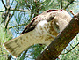 Short-toed Eagle. Yves Forget. 2005-2007. Photo 6