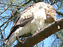 Short-toed Eagle. Yves Forget. 2005-2007. Photo 7