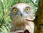 Short-toed Eagle. Yves Forget. 2005-2007. Photo 8