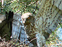 Short-toed Eagle. Yves Forget. 2005-2007. Photo 9