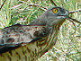 Short-toed Eagle. Yves Forget. 2005-2007. Photo 10