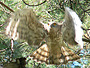 Short-toed Eagle. Yves Forget. 2005-2007. Photo 11