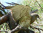 Short-toed Eagle. Yves Forget. 2005-2007. Photo 12