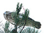 Short-toed Eagle. Yves Forget. 2005-2007. Photo 13