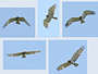 Short-toed Eagle. Yves Forget. 2005-2007. Photo 14
