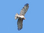 Short-toed Eagle. Yves Forget. 2005-2007. Photo 15