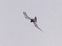 Short-toed Eagle. Yves Forget. 2005-2007. Photo 16