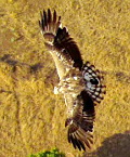 India Nature Watch: Short-toed Snake Eagle