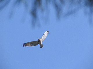 Short-toed Eagle (Circaetus gallicus) / by PISMENNYI K. 2005-2007 (a)