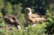 ADULT+FEMALE : 25.VII.2010 : Bird - 23 : Author - B.JOUBERT : Place - Haute-Loire : Country - France : Feeding the juvenile, which will take off in 5 days
