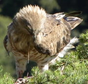 ADULT+FEMALE : 25.VII.2010 : Bird - 23 : Author - B.JOUBERT : Place - Haute-Loire : Country - France : Feeding the juvenile, which will take off in 5 days