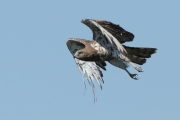 ADULT+FEMALE : VI.2011 : Bird - 26 : Author - F.PELSY : Place - Sologne : Country - France : Breeding
