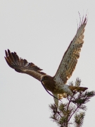 ADULT+FEMALE : 09.VII.2009 : Bird - 2 : Author - K.PISMENNYI : Place - Kiev Region : Country - Ukraine : Breeding