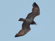 ADULT+FEMALE : 22.VIII.2010 : Bird - 3 : Author - K.PISMENNYI : Place - Kiev Region : Country - Ukraine : Breeding