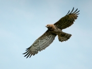 ADULT+FEMALE : 07.VIII.2011 : Bird - 4 : Author - R.VATRASEVICH : Observer - K.PISMENNYI : Place - Chernihiv Region : Country - Ukraine : Breeding during at least 3 years, probably much older