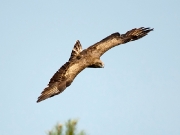 ADULT+FEMALE : 07.VIII.2011 : Bird - 4 : Author - R.VATRASEVICH : Observer - K.PISMENNYI : Place - Chernihiv Region : Country - Ukraine