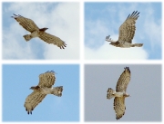 ADULT+FEMALE : 23.VI.2011 : Bird - 24 : Author - S.DOMASHEVSKY : Place - Eastern-Kazakhstan Region : Country - Kazakhstan : Breeding, incubating a clutch