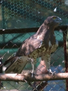 ADULT+INDEFINITE : 19.IX.2006 : Bird - 8 : Author - S.SIDOROV : Observer - A.SHKRABALYUK : Place - Kiev Zoo : Country - Ukraine : Invalid, found in Kiev Region, 7-8 years old, supposedly female