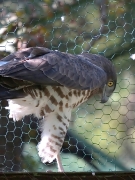ADULT+INDEFINITE : 19.IX.2006 : Bird - 8 : Author - S.SIDOROV : Observer - A.SHKRABALYUK : Place - Kiev Zoo : Country - Ukraine