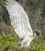 ADULT+MALE : 24.III.2010 : Bird - 19 : Author - B.JOUBERT : Place - Haute-Loire : Country - France : Ready to breed