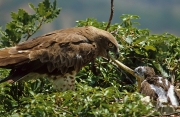ADULT+MALE : VII.1986 : Bird - 14 : Author - F.PETRETTI : Place - Tolfa : Country - Italy : Feeding the chick