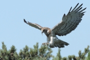 ADULT+MALE : VI.2011 : Bird - 25 : Author - F.PELSY : Place - Sologne : Country - France : Breeding