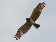 ADULT+MALE : 03.VII.2011 : Bird - 1 : Author - K.PISMENNYI : Place - Chernihiv Region : Country - Ukraine