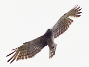 ADULT+MALE : 08.V.2011 : Bird - 1 : Author - K.PISMENNYI : Place - Chernihiv Region : Country - Ukraine