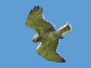 ADULT+MALE : 10.IV.2007 : Bird - 15 : Author - G.BONORA : Observer - F.PETRETTI : Place - Tolfa : Country - Italy : Breeding