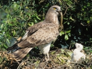ADULT+MALE : VI.2000 : Bird - 13 : Author - P.HARRIS : Observer - F.PETRETTI : Place - Tolfa : Country - Italy : Breeding
