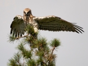 ADULT+MALE : 07.VIII.2011 : Bird - 1 : Author - R.VATRASEVICH : Observer - K.PISMENNYI : Place - Chernihiv Region : Country - Ukraine : Breeding during at least 3 years, probably much older