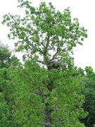 Nesting tree – old oak. Short-toed Eagle female is sitting in nest
