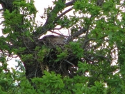 Zoomed picture of the female in nest