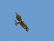 Adult Short-toed Eagle in flight