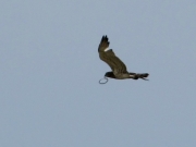 Adult Short-toed Eagle with prey