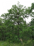 Short-toed Eagle nest on an oak at a height of 6,5 m above the ground