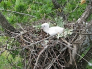 Short-toed Eagle chick in the nest