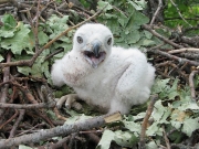 Short-toed Eagle chick in the nest
