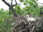 Short-toed Eagle chick in the nest