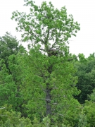 Nesting tree – old oak. Short-toed Eagle female is sitting in nest