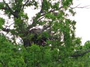 Zoomed picture of the female in nest