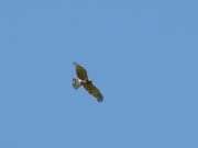 Adult Short-toed Eagle in flight