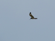 Adult Short-toed Eagle with prey