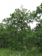 Short-toed Eagle nest on an oak at a height of 6,5 m above the ground