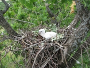 Short-toed Eagle chick in the nest