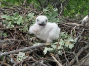 Short-toed Eagle chick in the nest