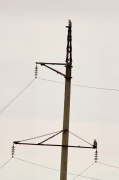 Two Short-toed Eagles on a power pole, the birds were clearly distinguishable by size